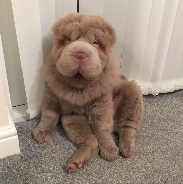 Illustration de l'article : 17 photos de chiens Shar-Pei prouvant qu'une peau plissée peut être la plus jolie des choses